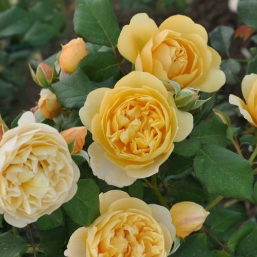 Jasnożółty - Róże pienne - z kwiatami bukietowymi - korona krzaczasta
